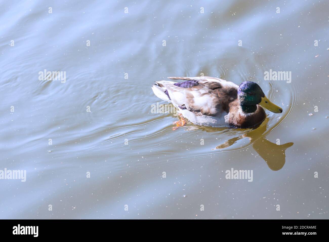 Male wild duck swims on the water of river or lake. Stock Photo