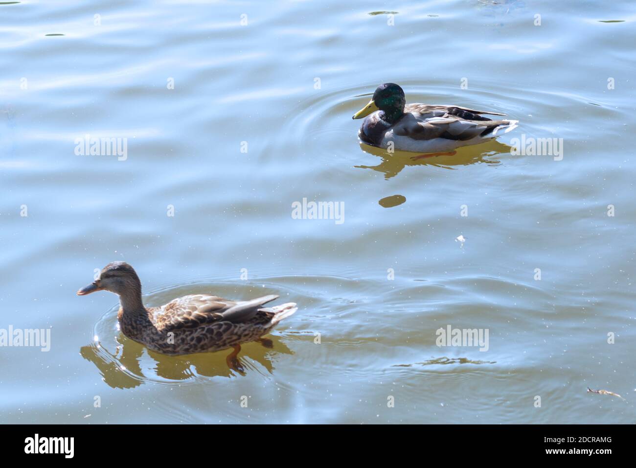Wild ducks swim on the water of  lake. Male and female ducks, selective focus. Stock Photo