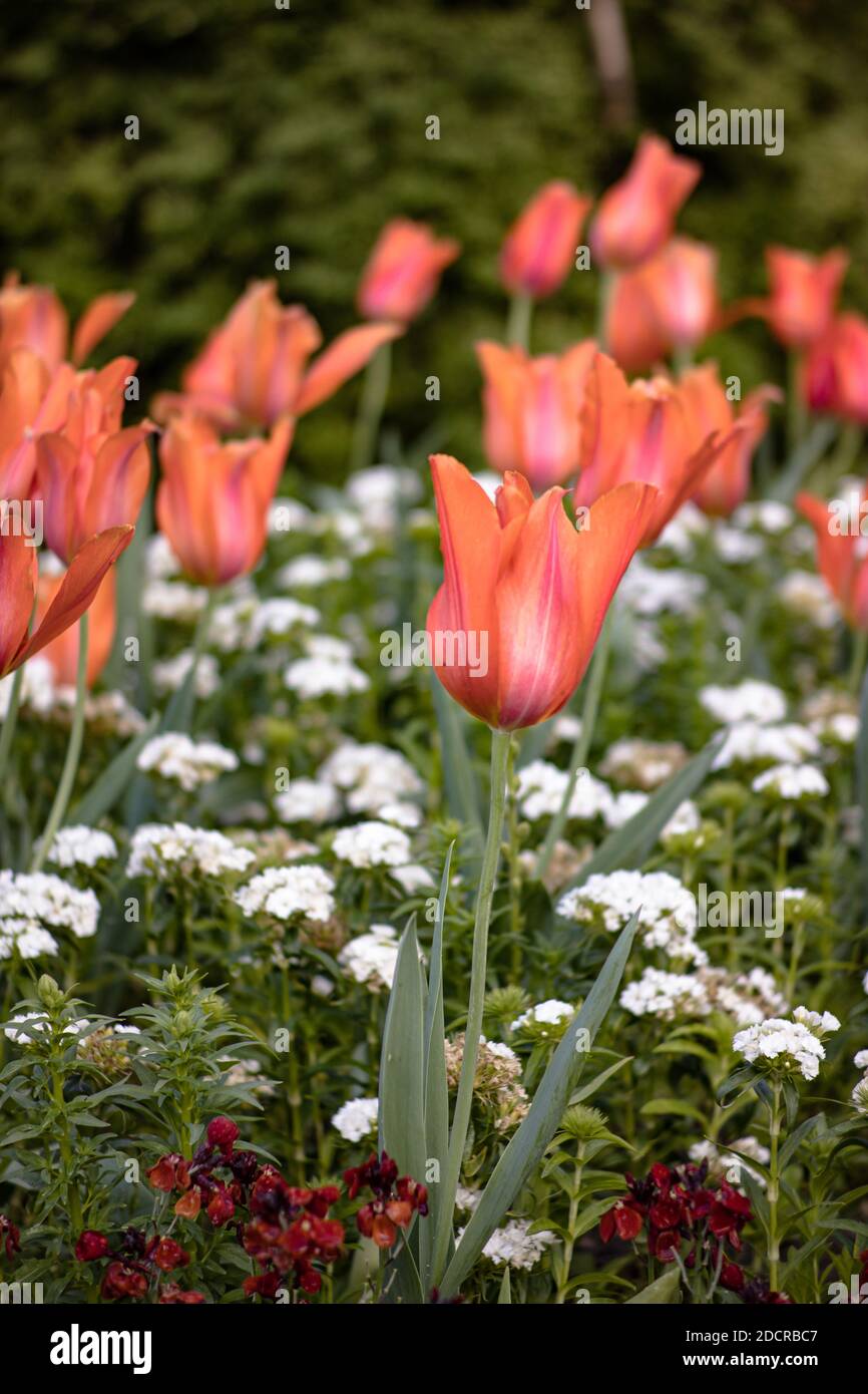 Garden Tulips in Christchurch Botanic Gardens Stock Photo