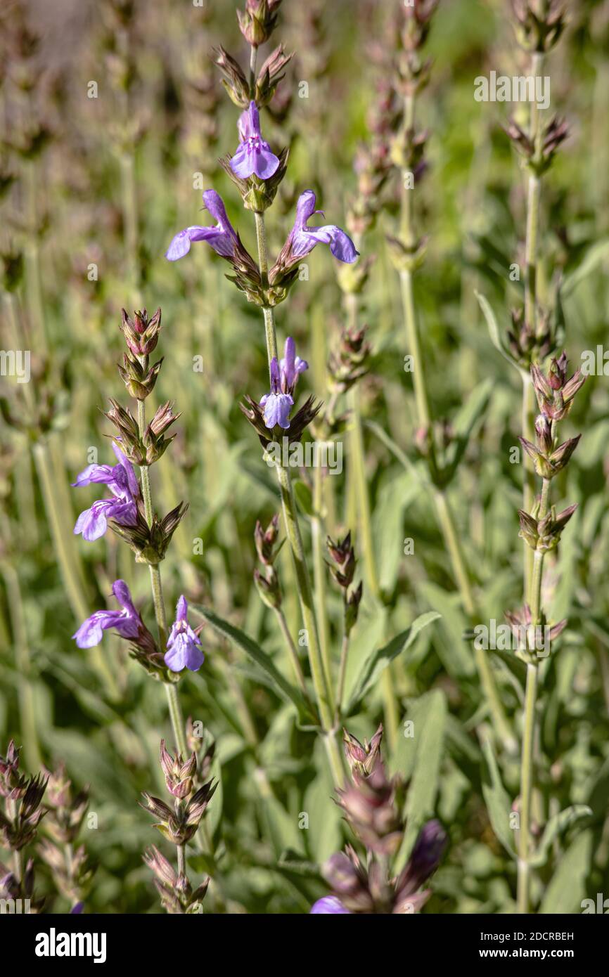 Sage in early bloom, with few flowers. Taken at Christchurch Botanic Gardens Stock Photo