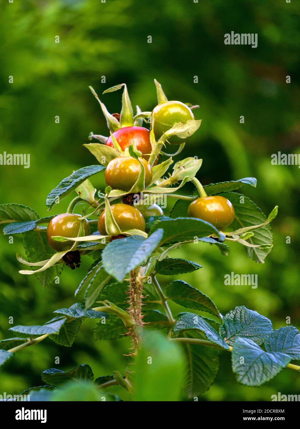 Red And Green Rose Hips In Autumn Stock Photo Alamy Red And Green Rose Hips In Autumn Stock Photo Alamy