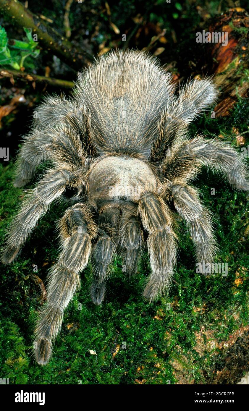 Spider, theraphosa sp, Specy from South America Stock Photo
