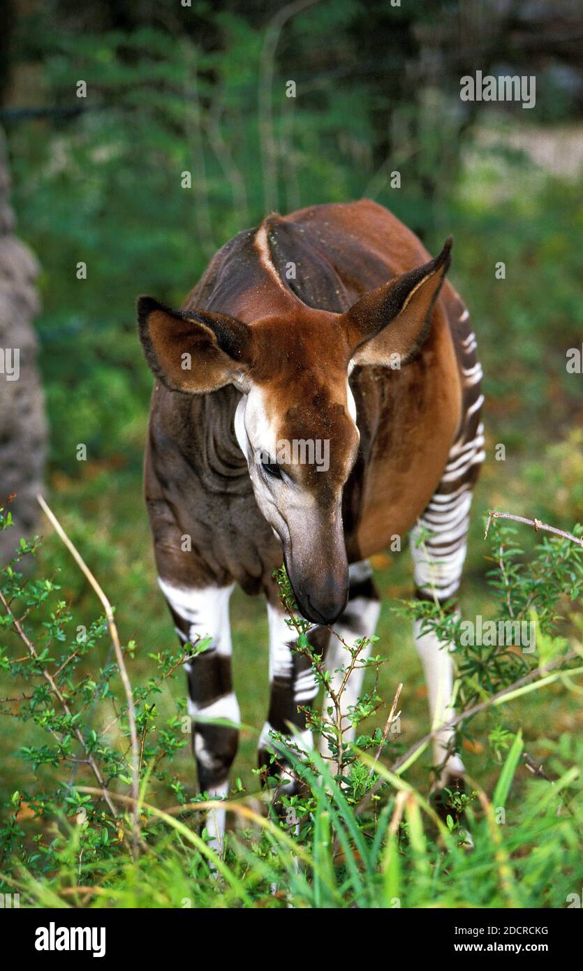 Okapi, okapia johnstoni, Female Stock Photo - Alamy