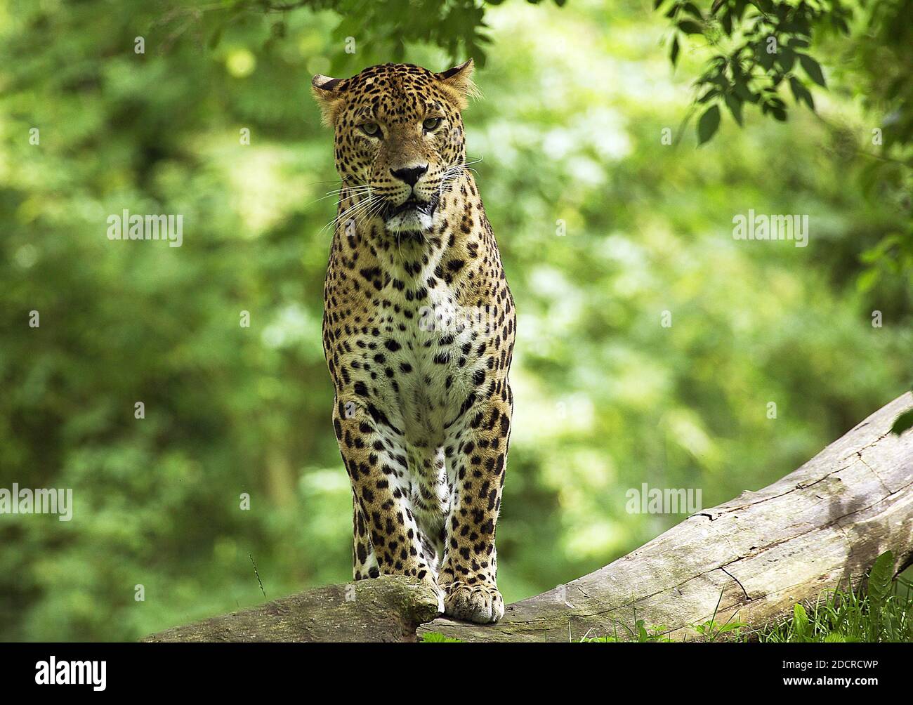 Sri Lankan Leopard, panthera pardus kotiya, Adult Stock Photo - Alamy
