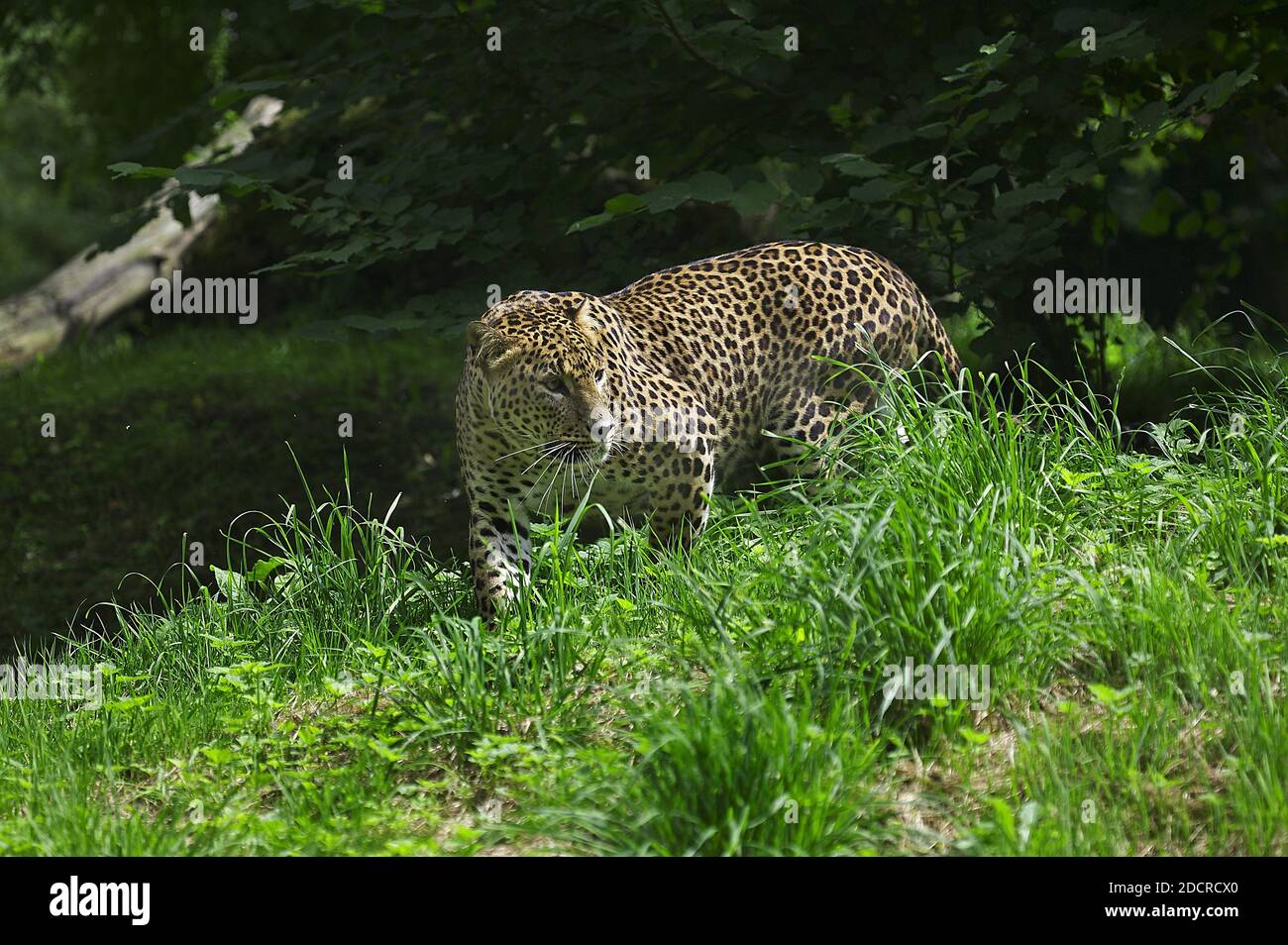 Sri Lankan Leopard, panthera pardus kotiya, Adult Stock Photo - Alamy