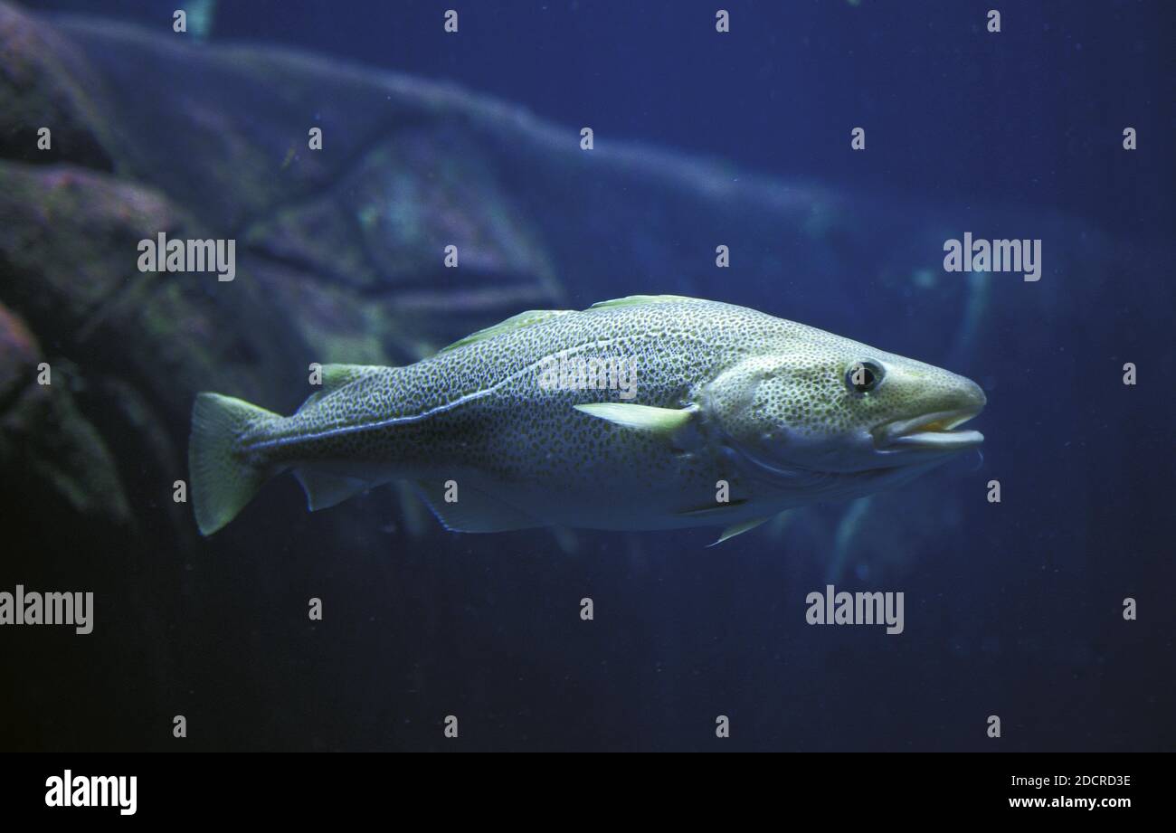 Atlantic Cod, gadus morhua Stock Photo - Alamy