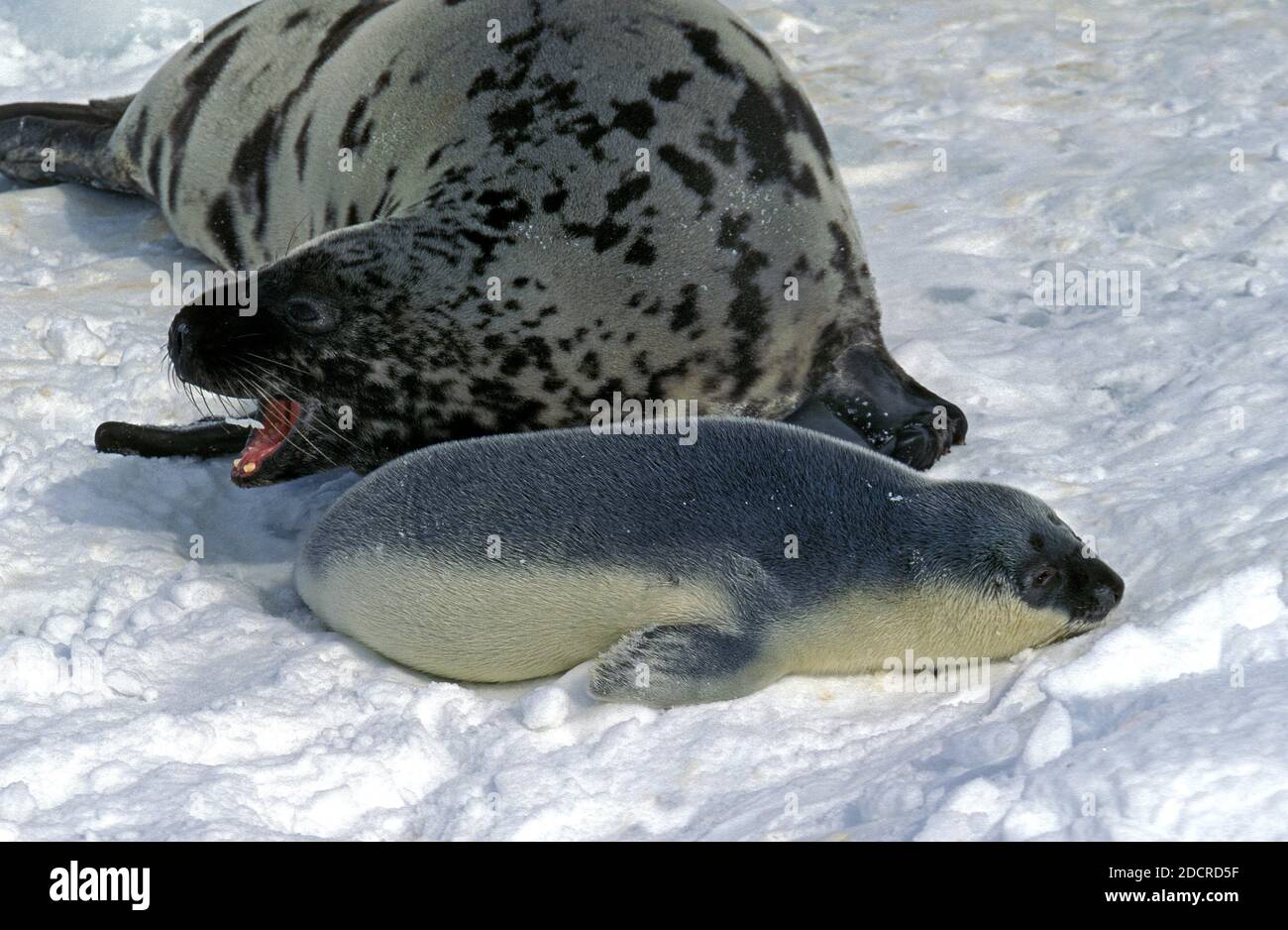 Hooded Seal, cystophora cristata, Mother with Pup standing on Icefield, Magdalena Island in Canada Stock Photo