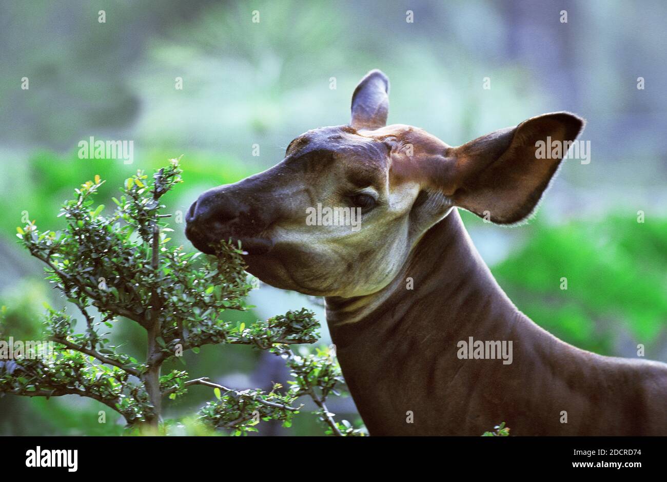 Okapi, okapia johnstoni, Portrait of Female Stock Photo - Alamy
