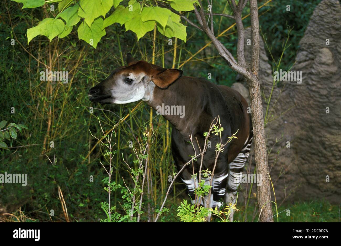 Okapi, okapia johnstoni, Female Stock Photo - Alamy