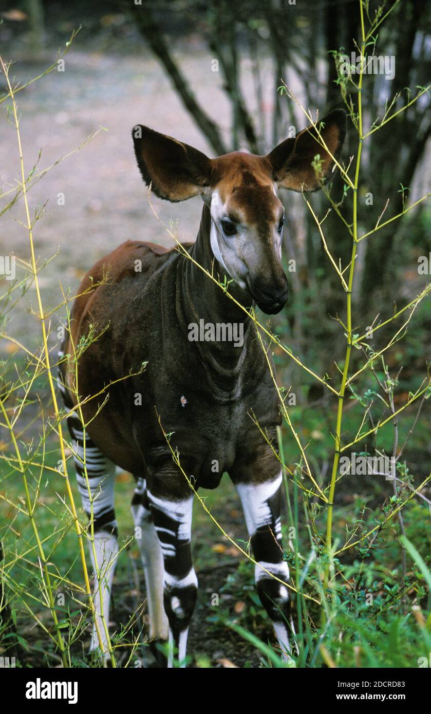 Okapi, okapia johnstoni, Female Stock Photo - Alamy