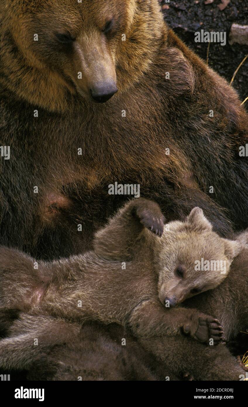 Brown Bear, ursus arctos, Mother with Cub Stock Photo - Alamy
