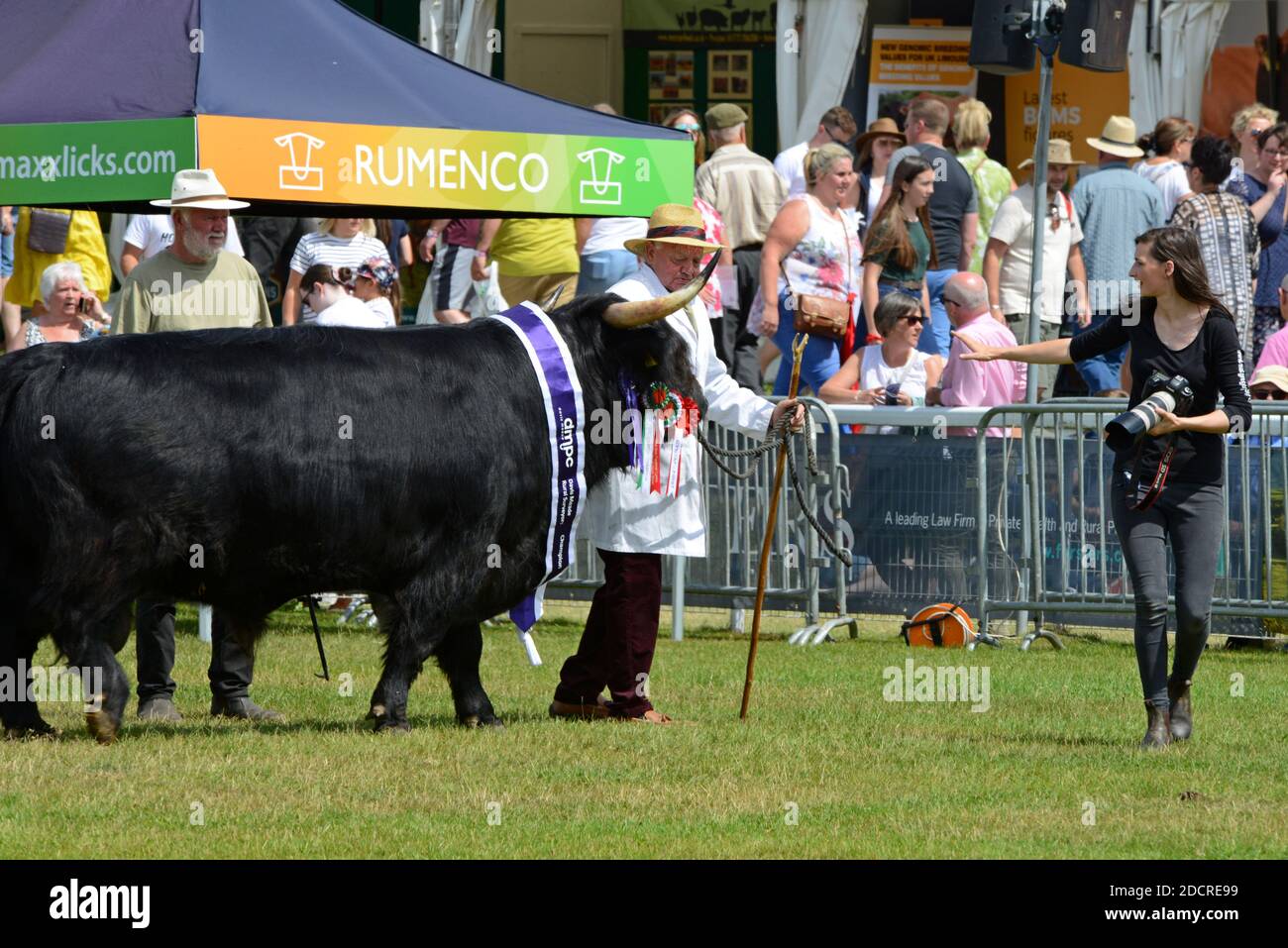 Prize winning bull and handler being directed by a photographer  in the show ring at the 100th Royal Welsh Show 2019, Builth Wells Stock Photo