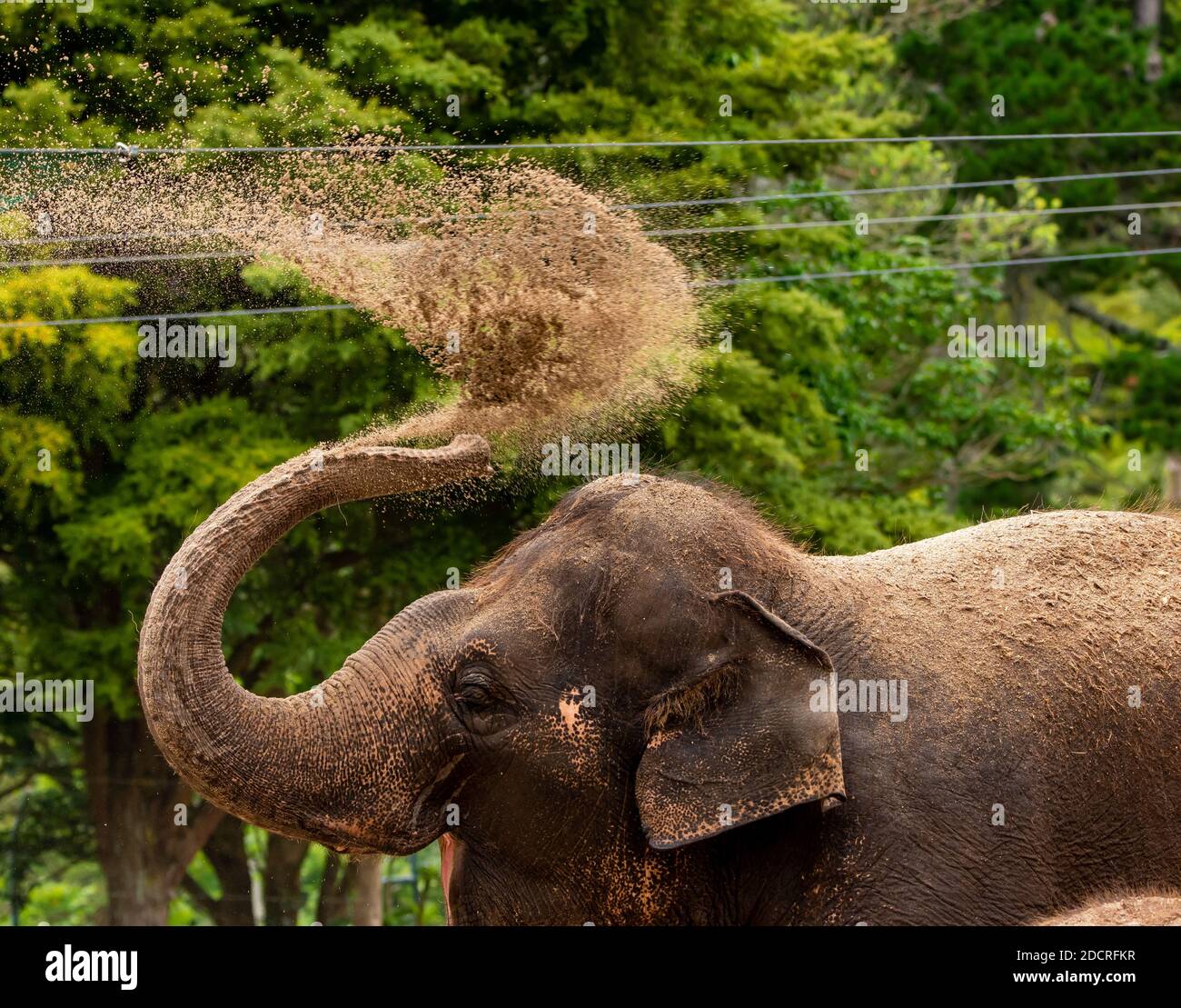 Asiatic elephant in captivity Stock Photo