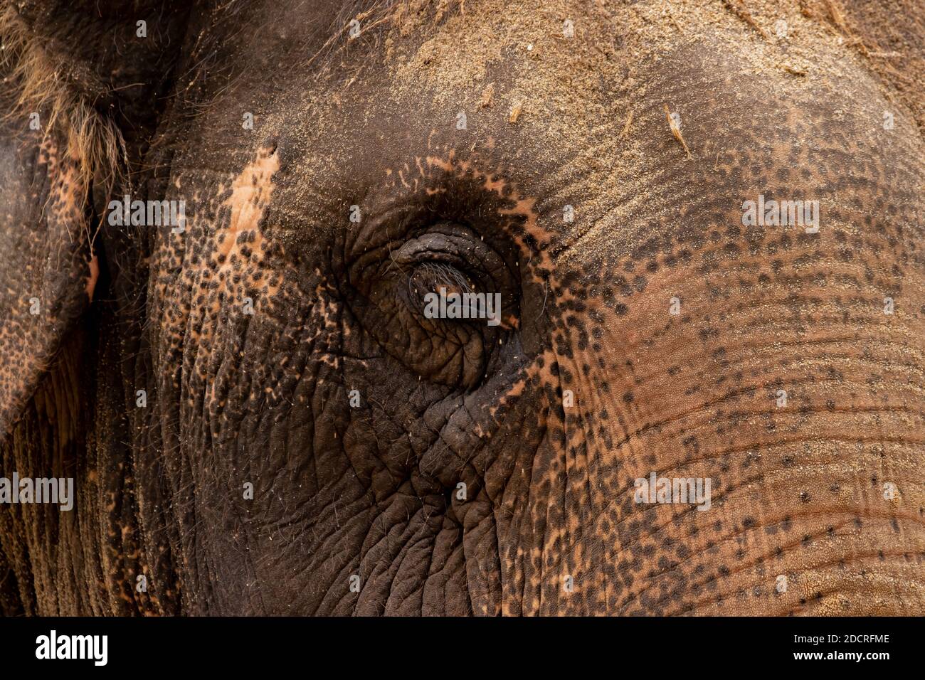 Asiatic elephant in captivity Stock Photo
