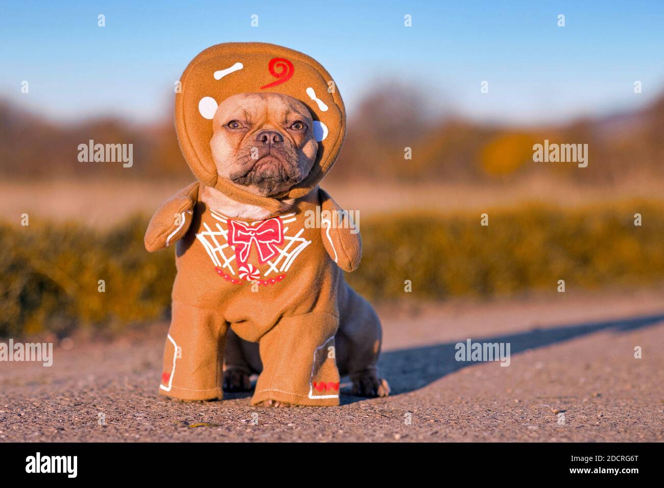 Red fawn French Bulldog dog dressed up with funny Christmas gingerbread full body costume with arms and hat Stock Photo