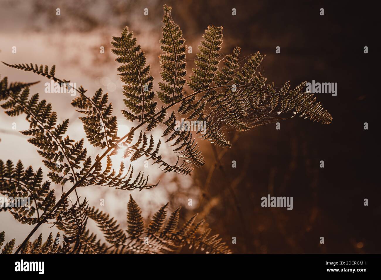 Fern leaves autumn hi-res stock photography and images - Alamy