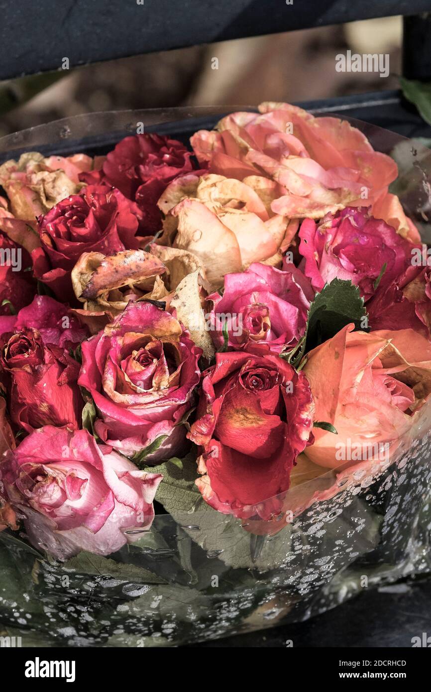 The remains of a bouquet of dying roses Stock Photo Alamy