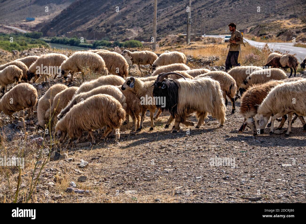 Sheep herd, Aras valley, East Azerbaijan, Iran Stock Photo