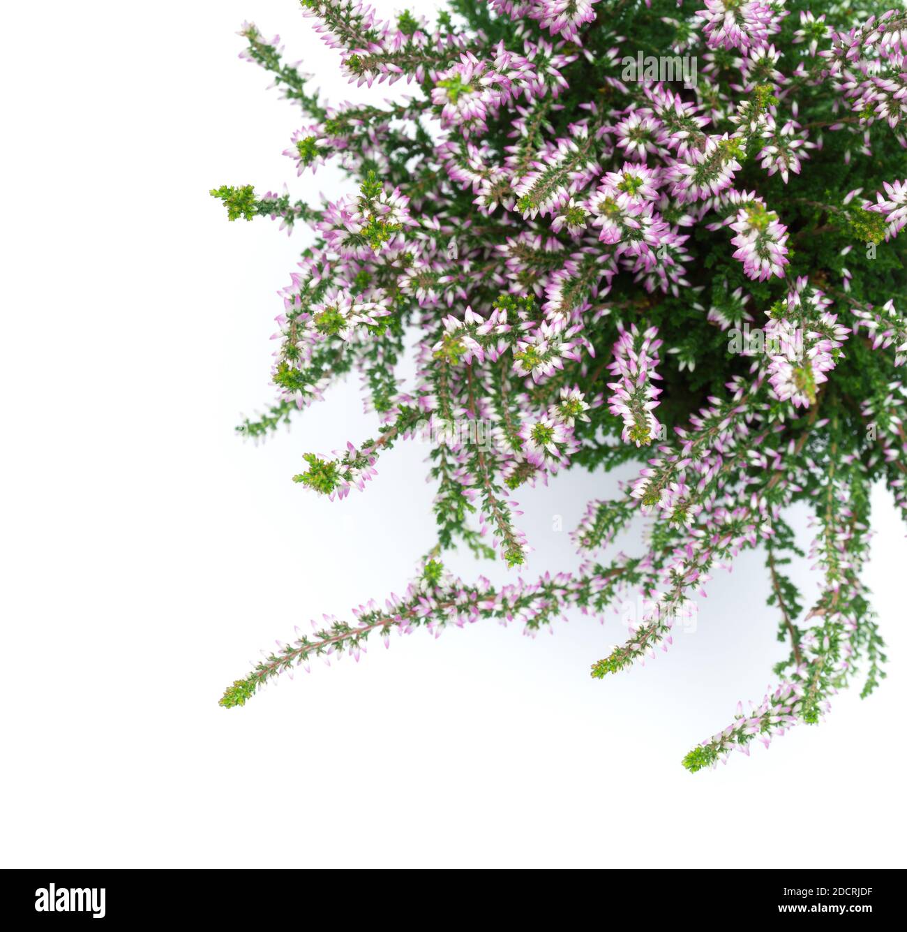 Calluna vulgaris, heather flowers, isolated over white background. View from above Stock Photo