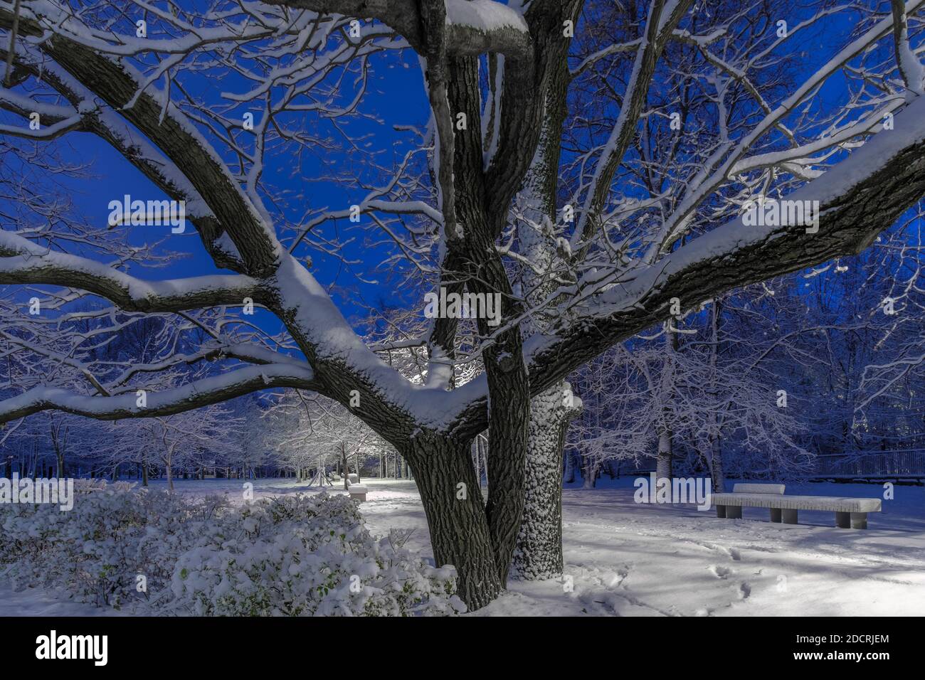 Massive branches of an oak tree against a blue night sky in a city park