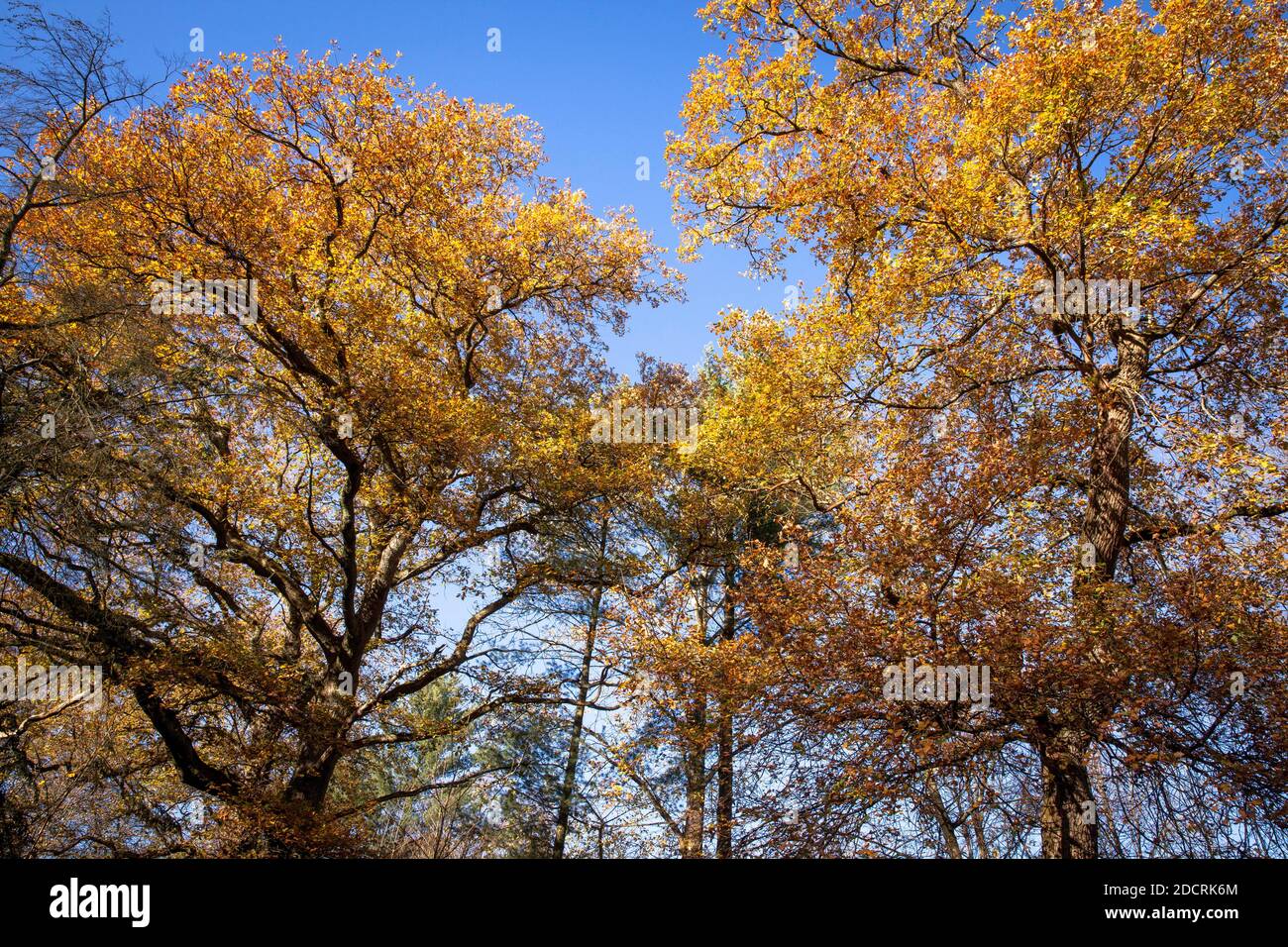 autumnal oak trees in a forest at the Hohenstein hill in the Ardey mountains near Witten, Ruhr Area, North Rhine-Westphalia, Germany.  Eichen im Herbs Stock Photo
