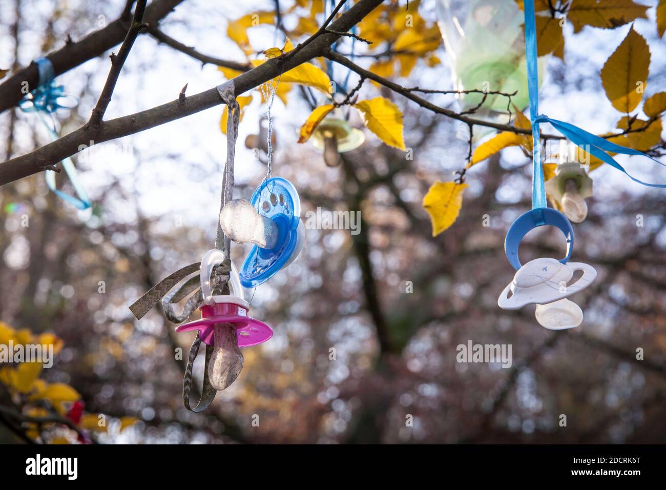 pacifier tree, for the early pacifier weaning children can hang their pacifiers in the tree and hope for a gift of the pacifier fairy, Witten, North R Stock Photo