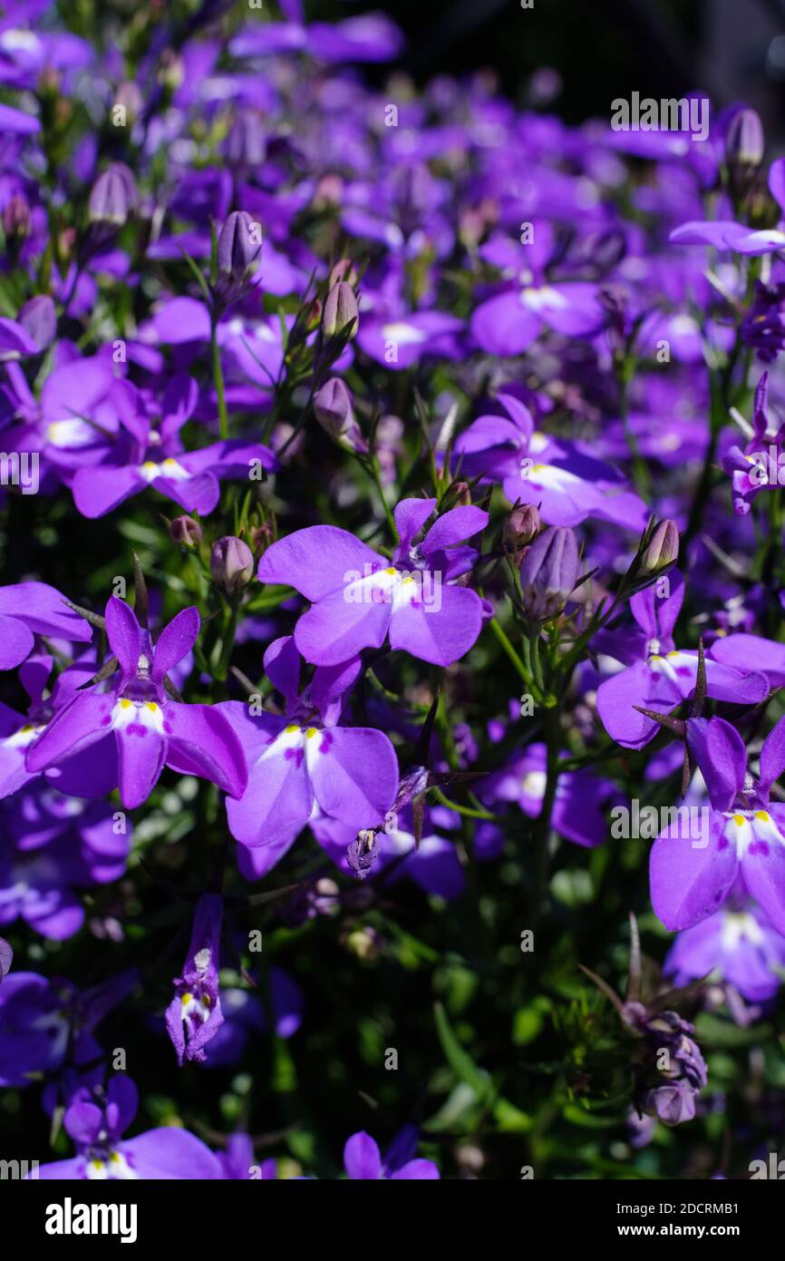 Close up of flowering Lobelia erinus 'Magadi Compact Blue'. Stock Photo