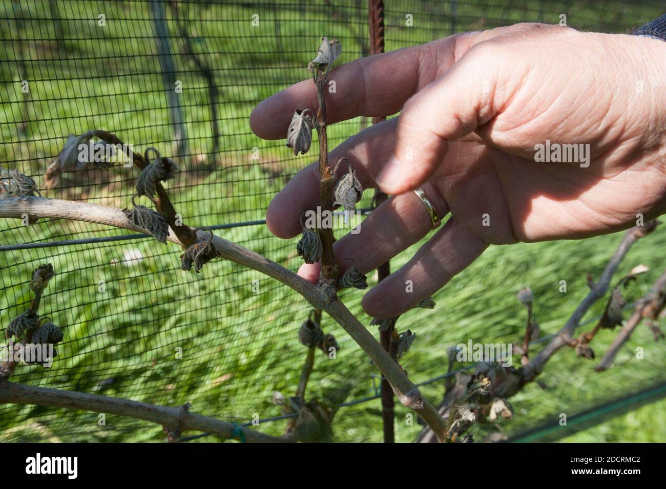 Frost damage in wine plants, cold weather conditions in winegrowing Stock Photo Alamy
