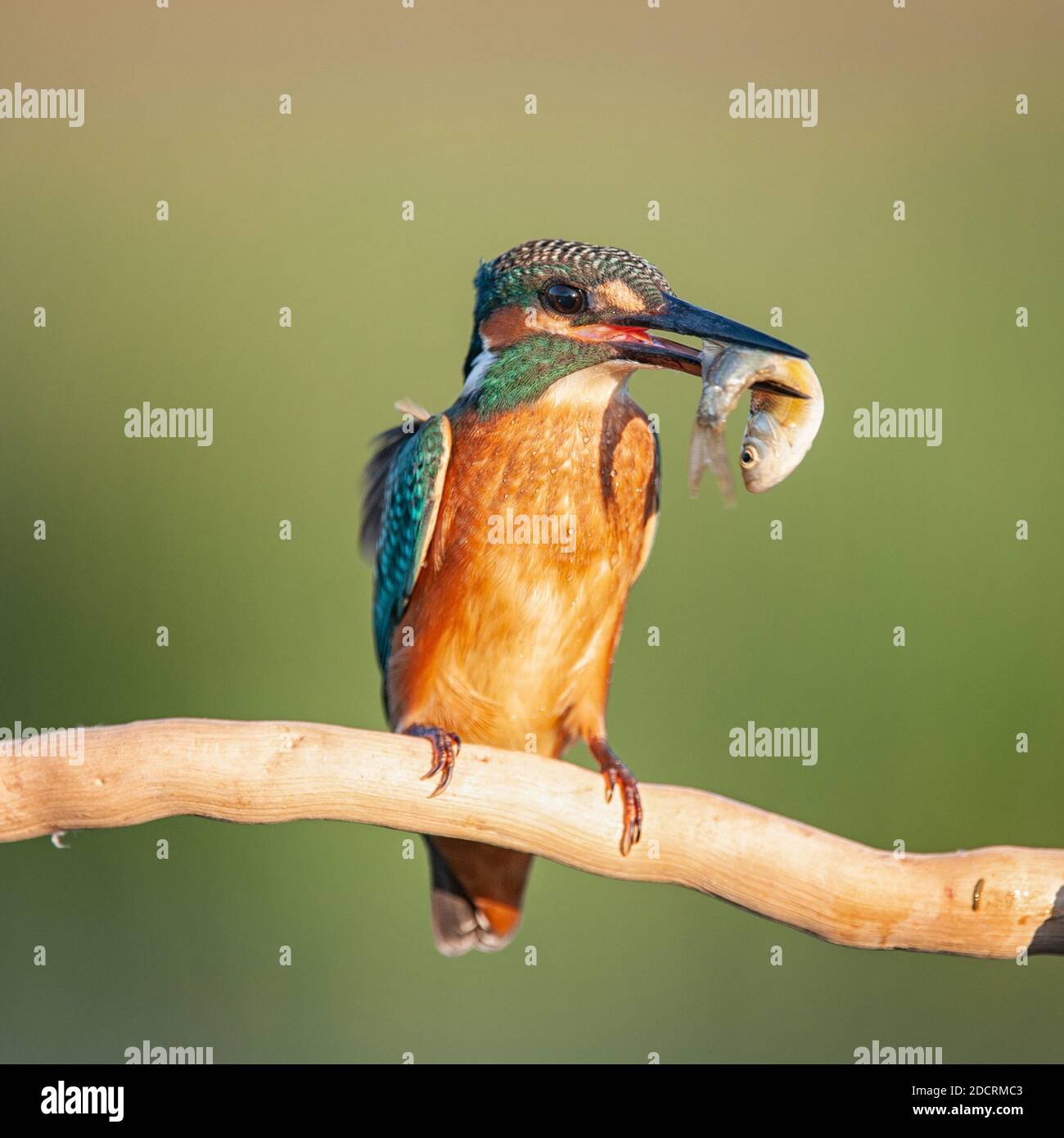Common Kingfisher (Alcedo atthis) sitting on a stick with prey in beak. Close up. Stock Photo