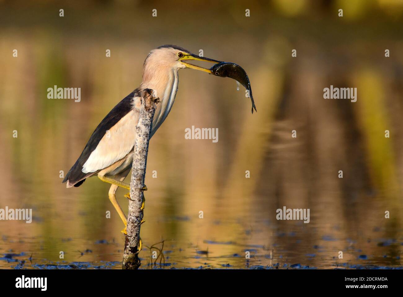 Little bittern holds on to a stick with a big fish in its beak. (Ixobrychus minutus) Stock Photo