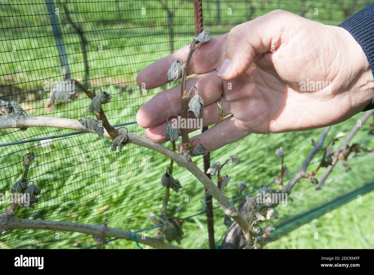 Frost damage in wine plants, cold weather conditions in winegrowing Stock Photo Alamy