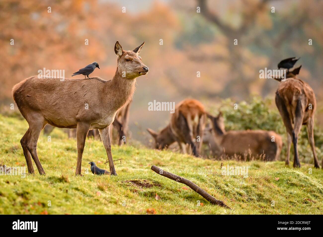 Crows rest on the backs of deer as they feed on ticks as the herd roam