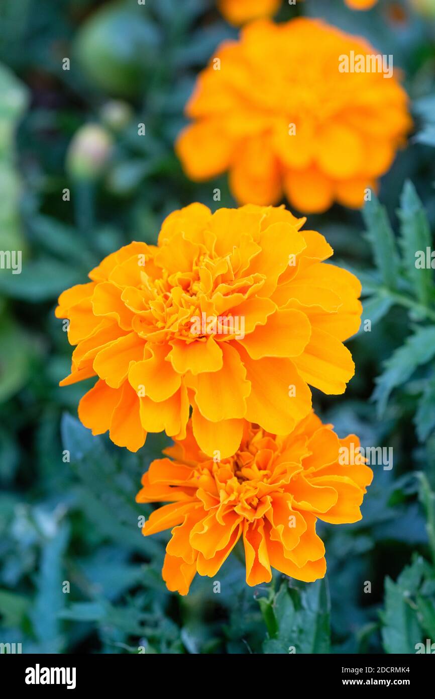 Tagetes patula 'Safari Tangerine' (Safari Series). French marigold 'Safari Tangerine' Stock Photo