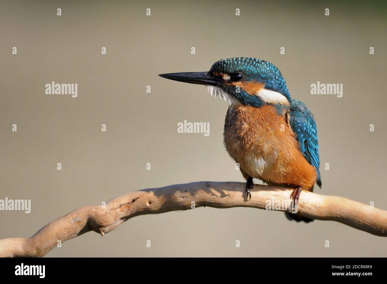 Common Kingfisher (Alcedo atthis) sitting on a stick for beautiful bokeh. Stock Photo