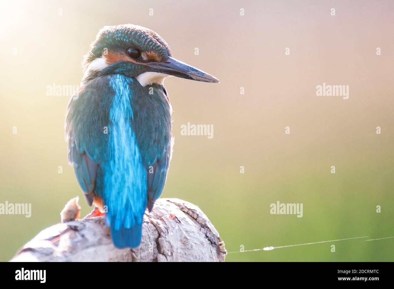 Common Kingfisher (Alcedo atthis) sitting on a beautiful background. Stock Photo