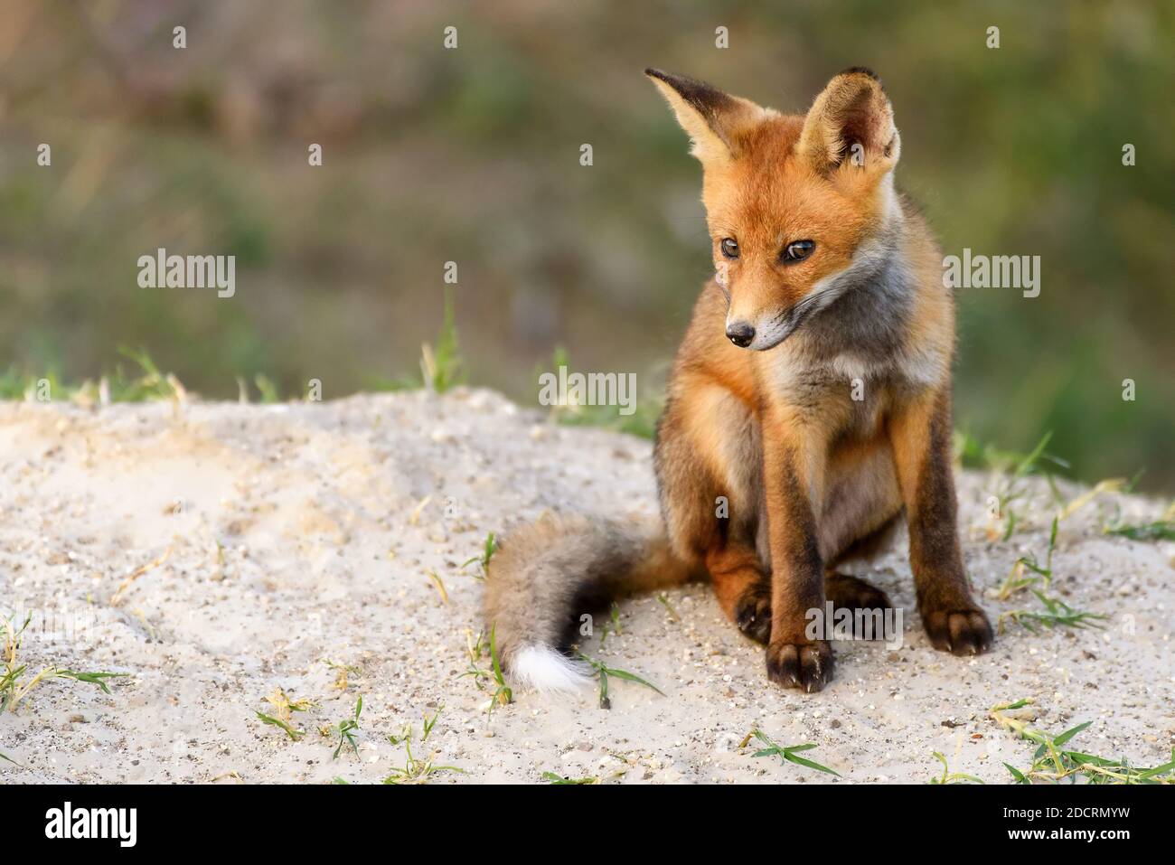 Page 8 Red Fox Baby Europe High Resolution Stock Photography And Images Alamy