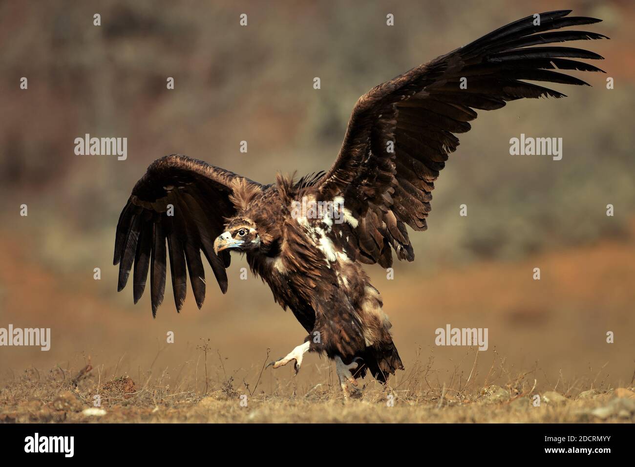 Cinereous vulture with open wings Stock Photo Alamy