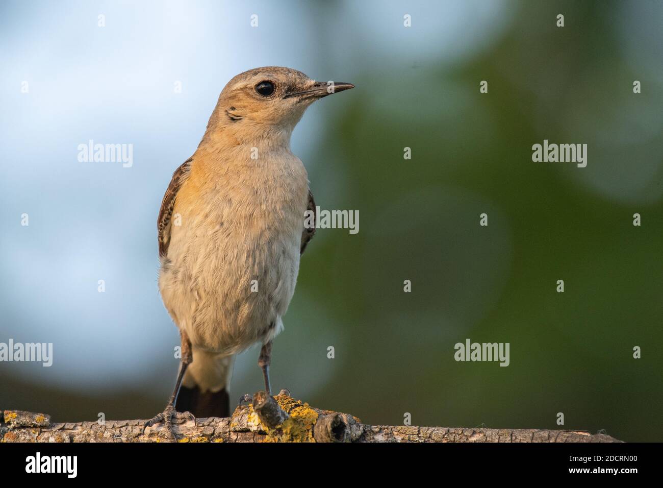 Northern Wheatear sits on a branch on a beautiful background. Oenanthe oenanthe. Close Up. Stock Photo