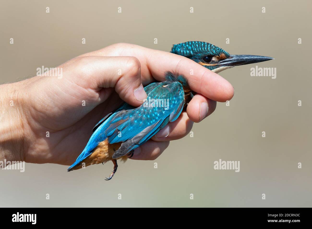 Common kingfisher, Alcedo atthis, in researcher hand after released it from catch net. Stock Photo