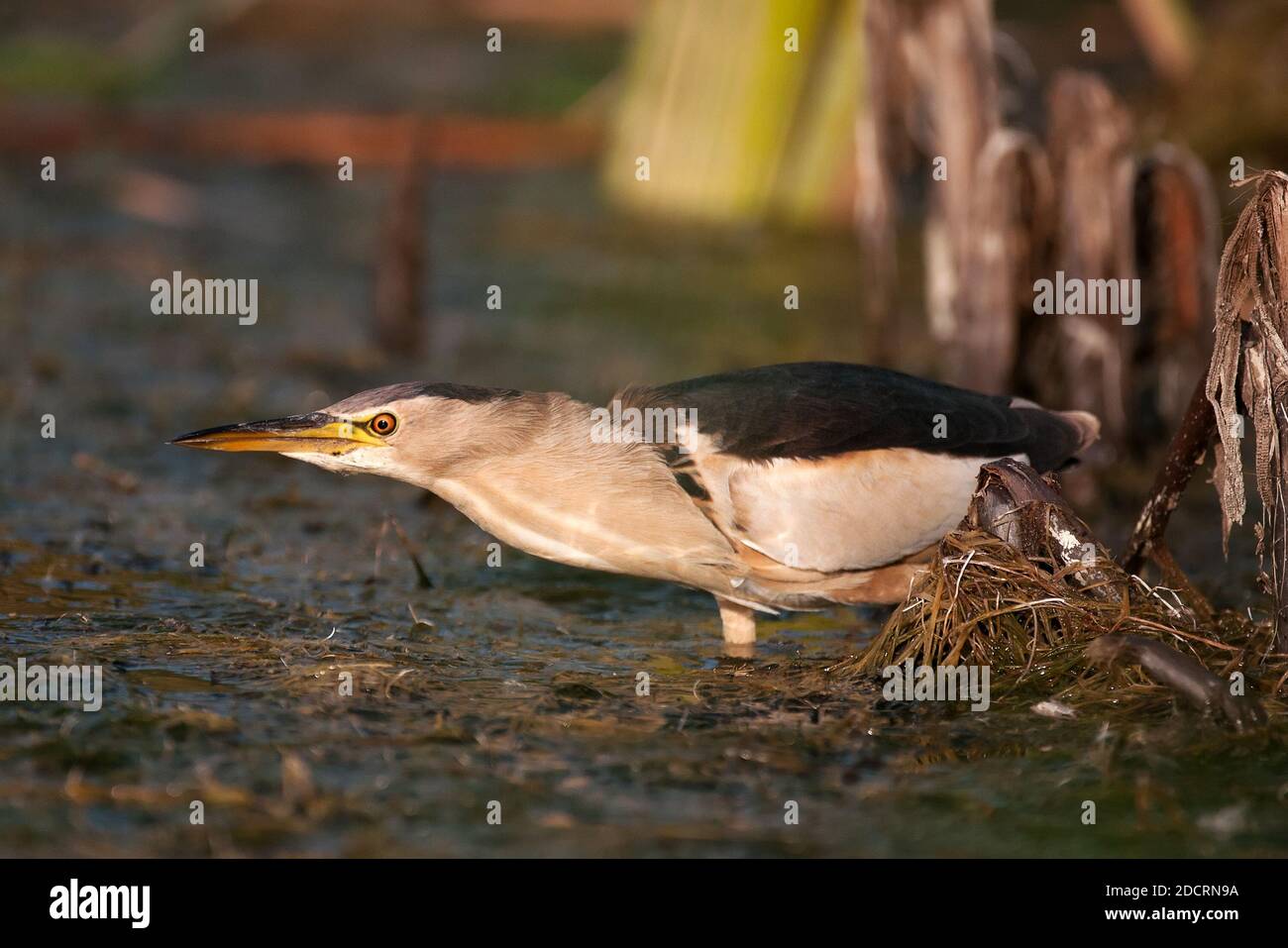 Little bittern Ixobrychus minutus, standing in the water and looking for food. Stock Photo