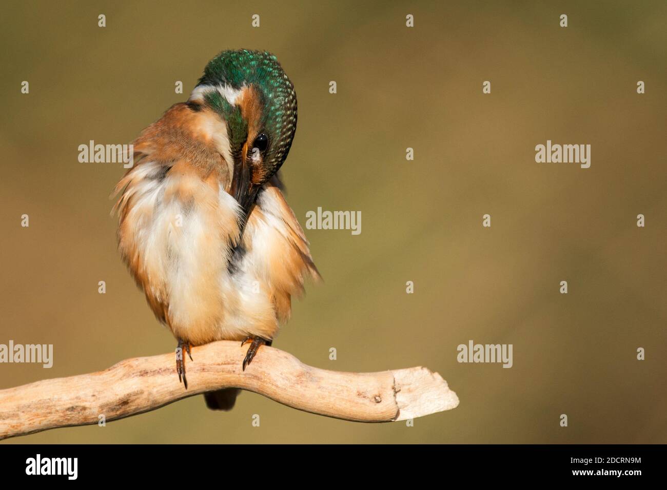 Common Kingfisher (Alcedo atthis) sitting and preening its feathers. Stock Photo