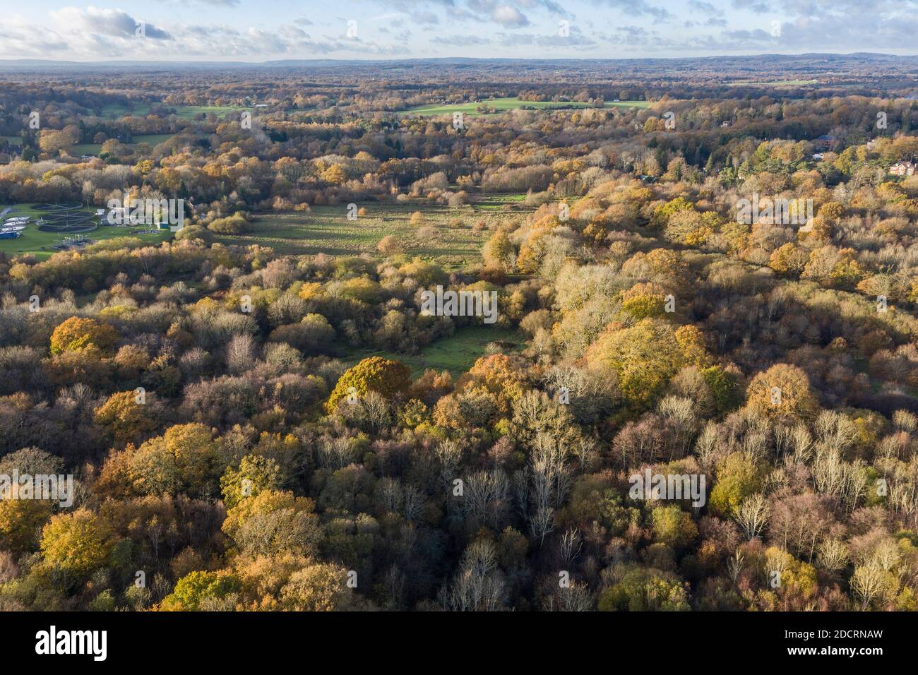 Aerial view thick forest in hi-res stock photography and images - Alamy