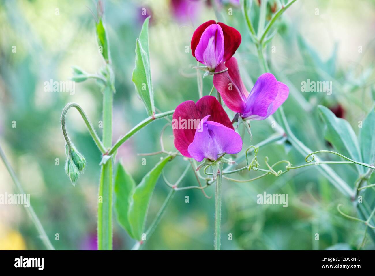 Bi-colour magenta and purple sweet pea, Lathyrus Odoratus 'Matucana', Sweet Pea 'Matucana', Stock Photo
