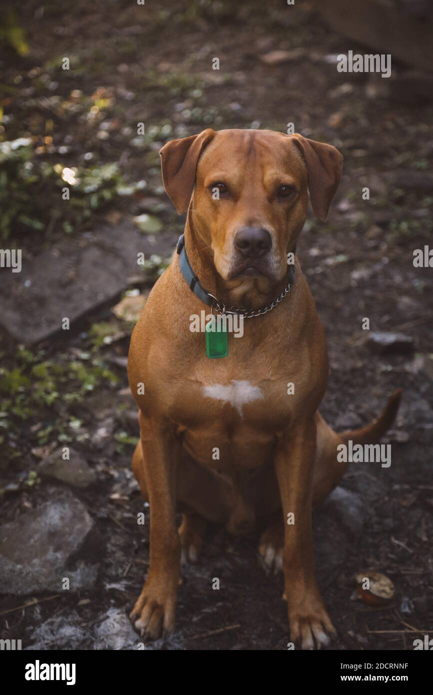 Rhodesian Ridgeback Cross Bullmastiff