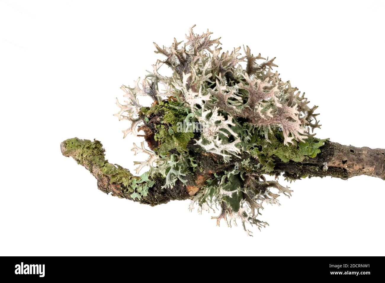 Macro shot of a lichen on a dead branch isolated on white Stock Photo