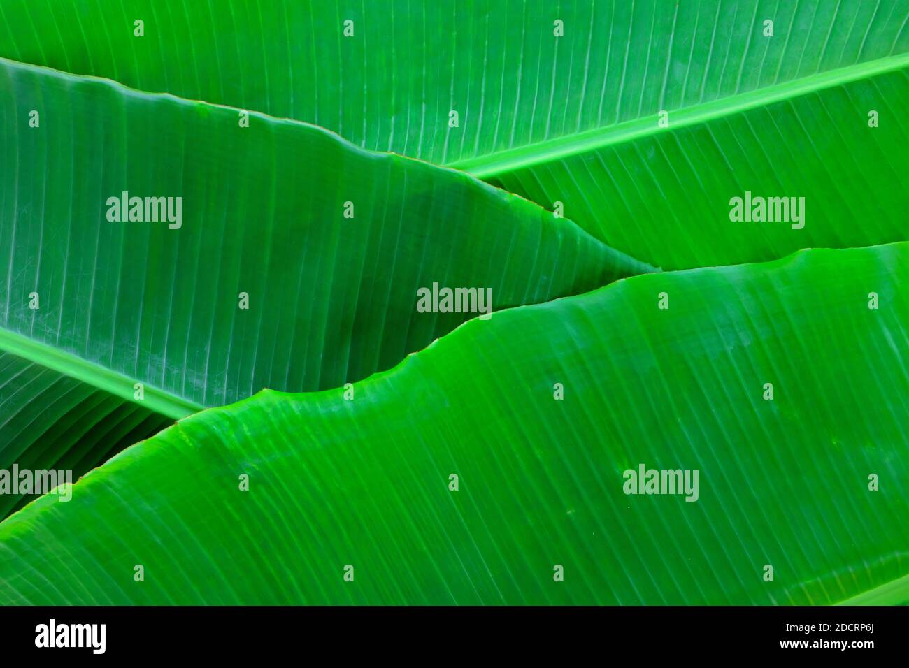 Bright and vibrant green layered banana plantain leaves flat lay for