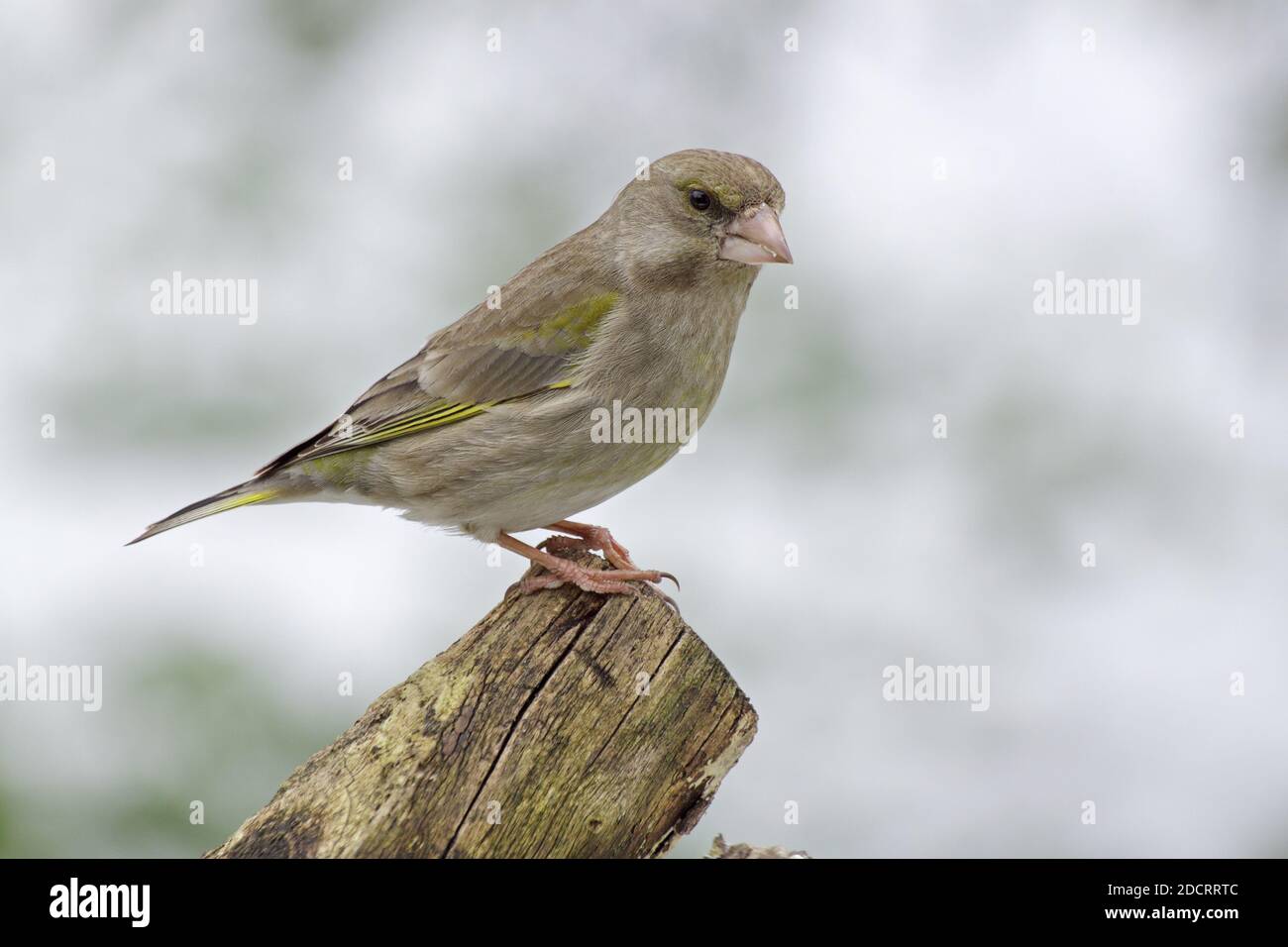 Portrait of female greenfinch on isolated background and space for text. Stock Photo