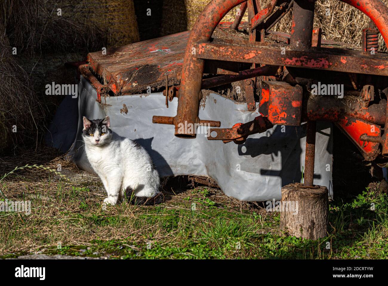Black and white farm cat on bales of hay on farmland, County Kerry, Ireland Stock Photo