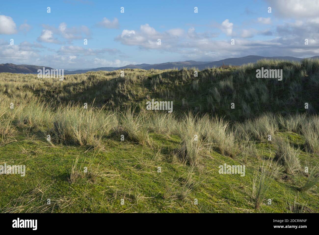 Sand dunes,grass and pebbles by the beach in Ynyslas at the Dyfi ...