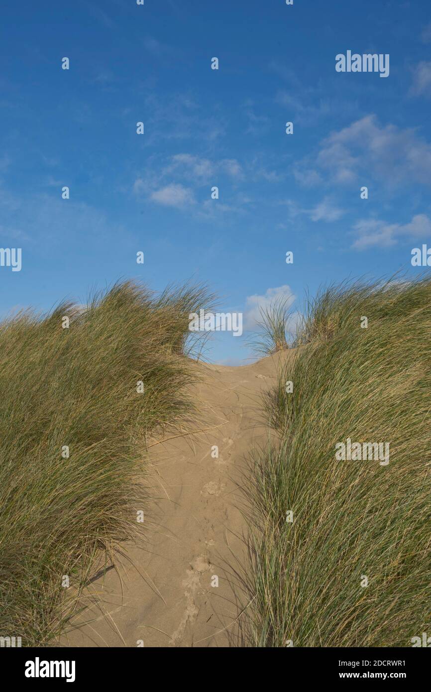 Sand dunes,grass and pebbles by the beach in Ynyslas at the Dyfi ...